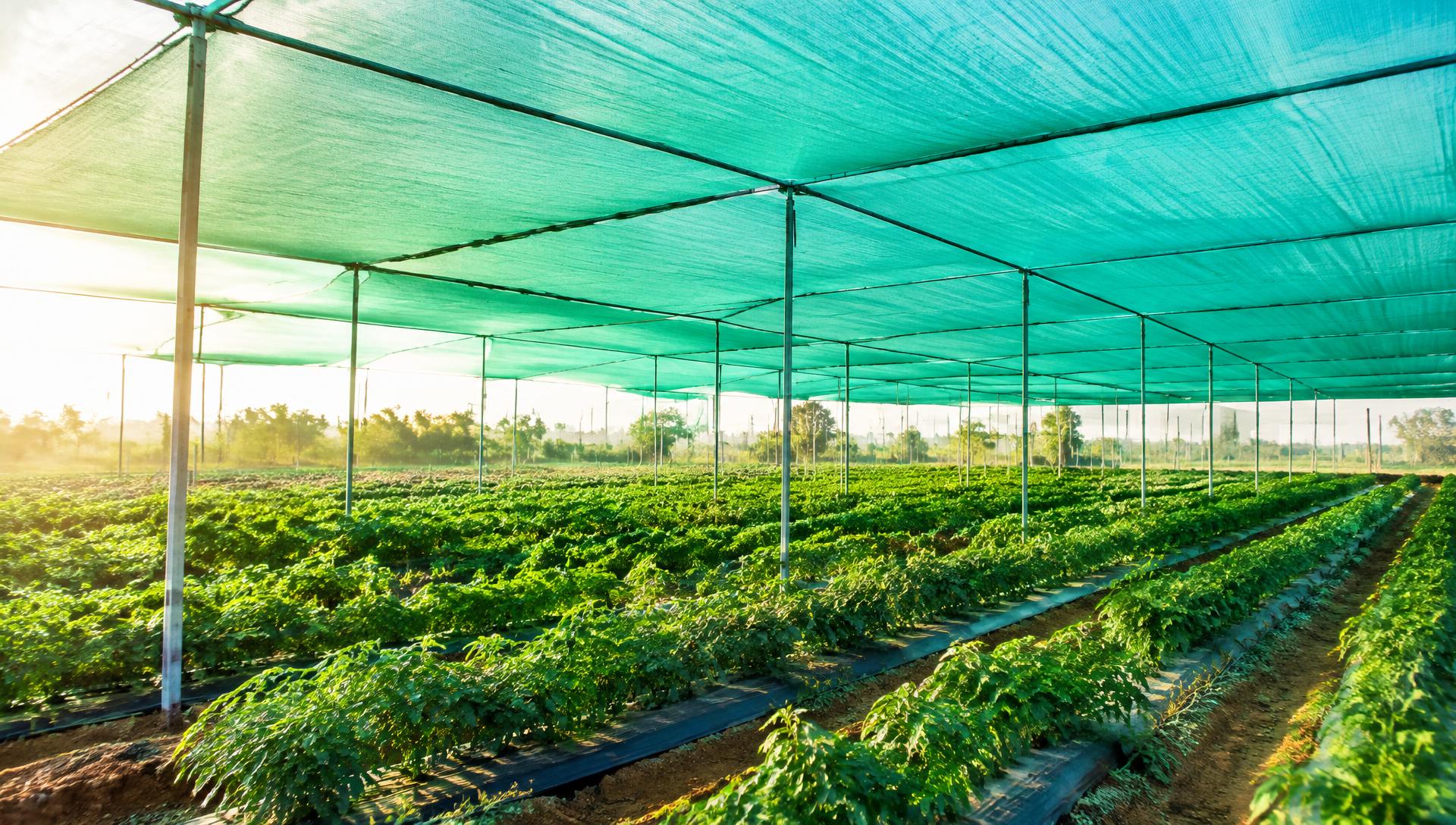 Green Shade Net
